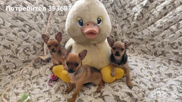 чихуаха любимци, снимка 2 - Чихуахуа - 55624060