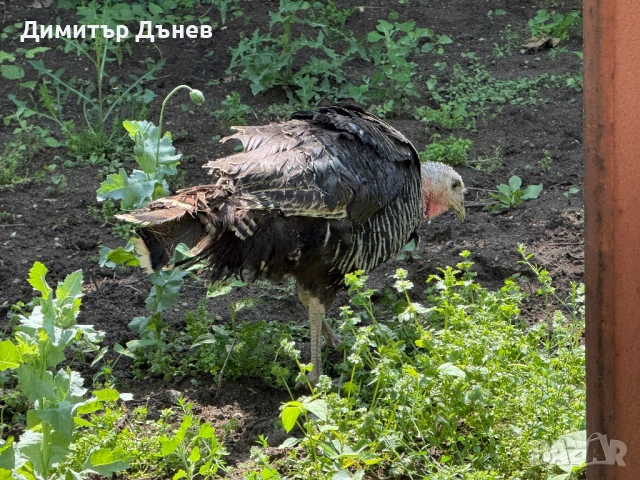 Пуйка, снимка 4 - други­ - 54789169