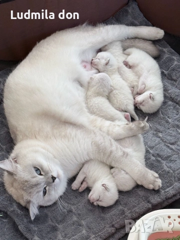 🐾 Продавам чистокръвни британски шиншила котенца 🐾  