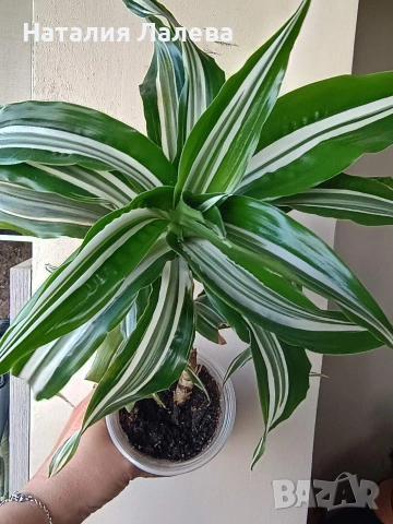 Драцена, dracena Reflexa