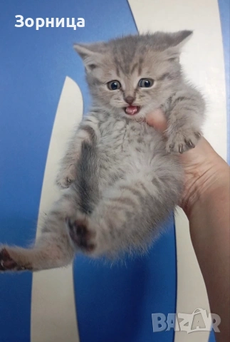 Британско коте, снимка 10 - Британска късокосместа - 54330863