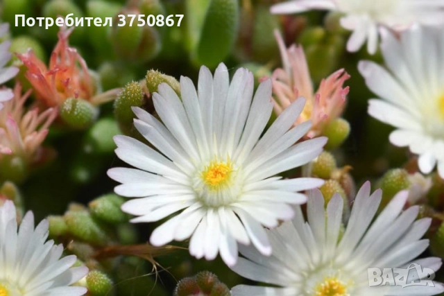 🩷🌿🌸 Делосперма/Delosperma, снимка 3 - Градински цветя и растения - 55256262