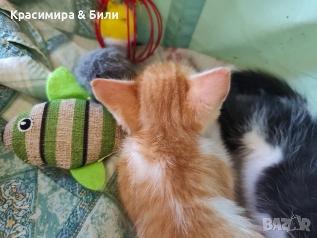 Малки котенца търсят дом, снимка 4 - Други - 54719885