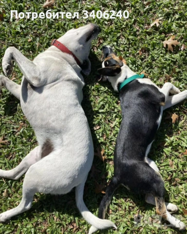 Хотел за кучета София, снимка 3 - Други - 54147022