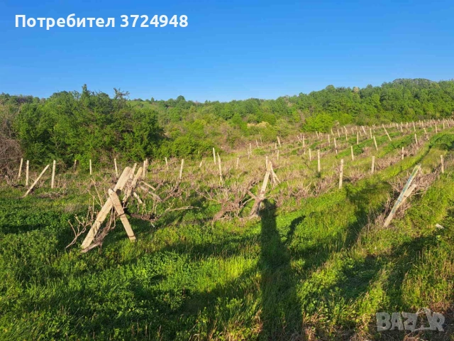 продавам лозе в село Нови Извор