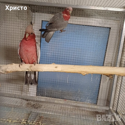 Продавам 2 доказано работещи чифта розово какаду, снимка 5 - Папагали - 54478786