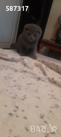 Котенце , шотландско клепоухо, снимка 2 - Британска късокосместа - 55103584