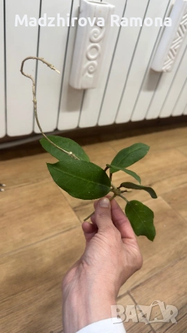 Hoya Хоя Patricia 