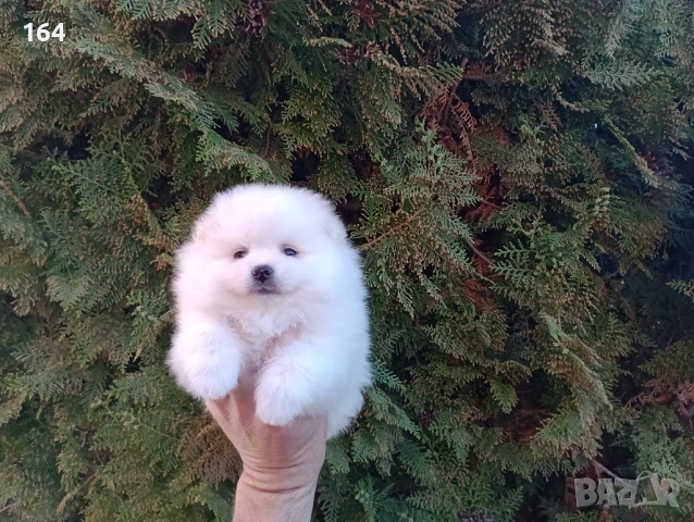 Различни възрасти! Бели Померани. Реални снимки! 