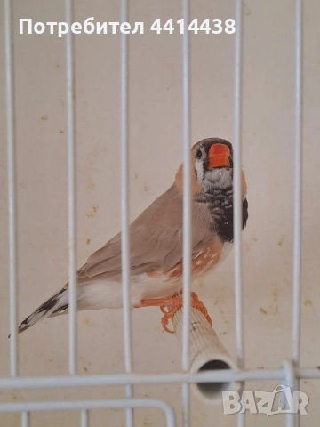 Амадинки джъмбо , снимка 3 - Амадини - 54484954