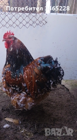 Орпингтон  5 кокошки и петел , снимка 2 - Кокошки и пуйки - 54155496