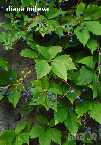 Дива лоза (Parthenocissus quinquefolia), снимка 5 - Градински цветя и растения - 54905860
