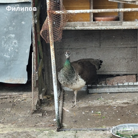 Индийски паун