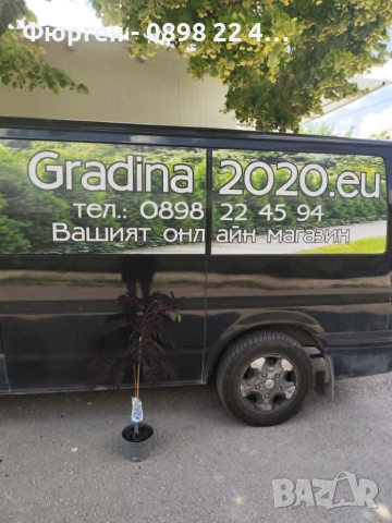 Албиция „Летен шоколад“ (Albizia julibrissin ‘Summer Chocolate’), снимка 5 - Разсади - 54934042