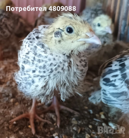 Пъдпъдъци