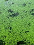Водни растения, снимка 3