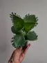 Каланхое, kalanchoe mexican hat, снимка 2