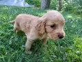 Английски кокер шпаньоли, снимка 3