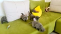 Британска късокосместа котка / British shorthair cat, снимка 5