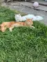 Котенца Мейн Куун, снимка 7