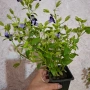 Комплект Цветя Торения, снимка 7