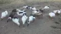 Патици френски Дюклер , снимка 3