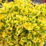 Евонимус Ауреа, Euonymus Japonica Aurea, снимка 4