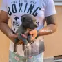 Сини питбулчета , снимка 3