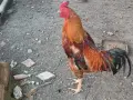 Продавам петли., снимка 1
