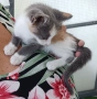 Подарявам малко котенце, снимка 2