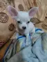 продавам мини чихупинчери, снимка 4