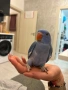 Ръчно хранени бебета, снимка 2
