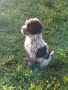 Бебета Лагото Романьоло / Lagotto Romagnolo, снимка 6