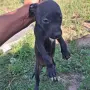 Продават се питбучета!, снимка 9