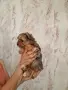 Женско йорки стандарт промоция до неделя, снимка 5