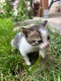 Малки котенца, снимка 5