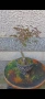 бонсай японски клен bonsai Acer palmatum , снимка 6