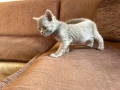 Британски късокосмести котенца, снимка 3