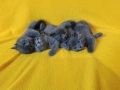 Котета - порода Руска синя котка !, снимка 2