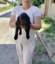 Кокер Шпаньол , снимка 5