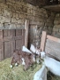продавам 1 мъжко яре кам 14 килограма , снимка 3