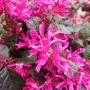 Лоропеталум Черна перла, Loropetalum Chinense Black Pearl, снимка 4