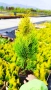 Туя Златен Смарагд, Thuja Occidentalis Golden Smaragd, студоустойчива!!, снимка 7