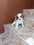 Кавалер Кинг Чарлз Шпаньол , снимка 3