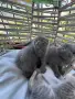 Британски / шотландски котенца , снимка 6