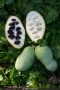 Asimina triloba, Асимина, Пау-пау, Индиански банан, снимка 2