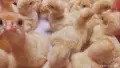 Бройлерни пуйчета, снимка 7