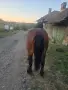 Продава се ! Много кротък , снимка 7