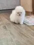 Померанче мини женско , снимка 1