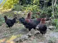 Ярки и кокошки! , снимка 13